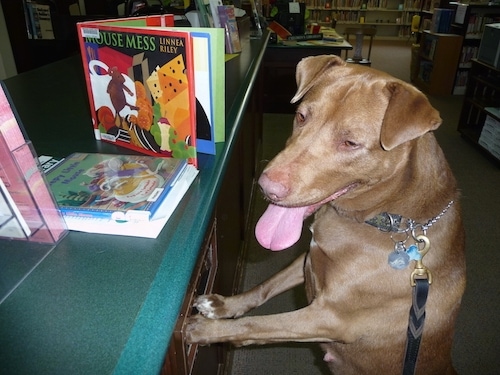 A brown Lab Pei is standing on its hind legs jumped up at a cabinet that has books lined on the top of it. Its mouth is open and tongue is out. It is looking over the countertop.