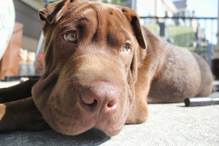 Close Up focal point on the snout of the dog - A wrinkly brown Lab Pei dog is laying on a sidewalk. It is looking to the right