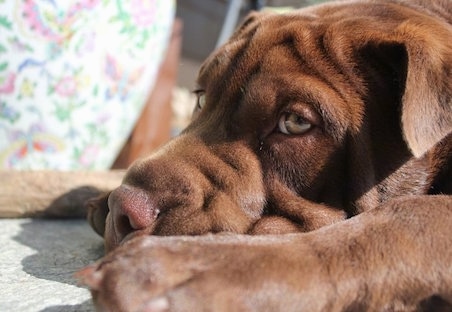 Close Up side view head and front paw shot - A wrinkly brown Lab Pei is laying on a sidewalk