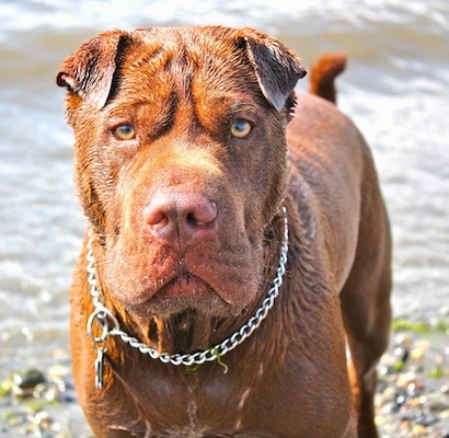 shar pei lab mix for sale