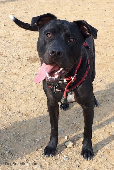 A black with white Labrabull dog with a shiny coat is wearing a red harness standing in dirt. Its mouth is open and its tongue is out hanging to the left.