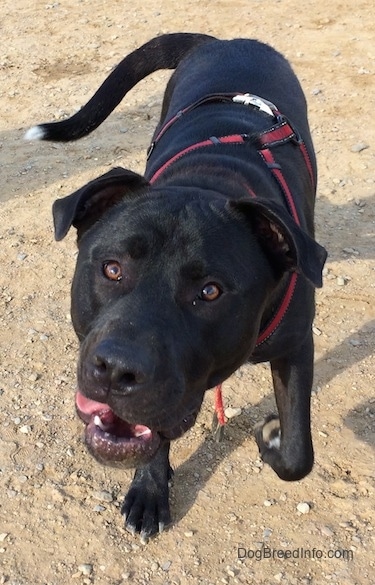 A black with white Labrabull dog is standing in dirt. Its mouth is open, its head is tilted to the left. One of its paws is in the air