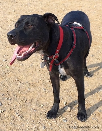 A black with white Labrabull dog is wearing a red harness standing in dirt. Its mouth is open and its tongue is hanging to the left.