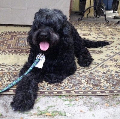 A long wavy coated black Labradoodle is outside laying on a tan, oriental rug and its mouth is open and tongue is out