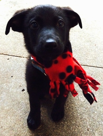 Shiba Inu Mix Black