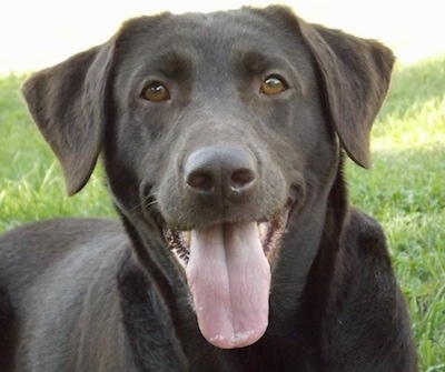 can 2 yellow labs have black puppies