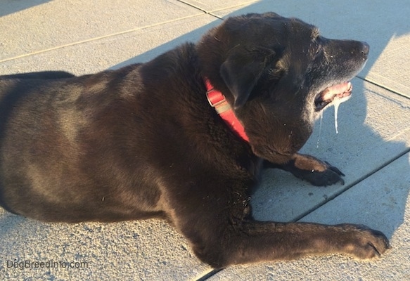 The side of a black with white Labrottie laying on a concrete block. It is drooling and there is a large lump on the side of its face hanging over its red collar.