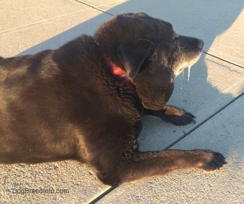 The side of a black with white Labrottie is laying on a concrete block, its mouth is closed and it is drooling. It has a large lump on its neck that is hanging over its red collar.