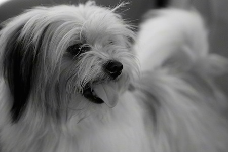 Upper body shot - A black and white photo of a Lhasa Apso with its tail up and is looking to the right. Its mouth is open and tongue is out.