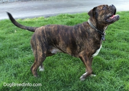 olde english bulldogge colors brindle & white