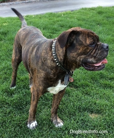 A reverse brown brindle with white Leavitt Bulldog is wearing a black spiked leather collar standing in grass. It is looking to the right and its mouth is open and tongue is curled.