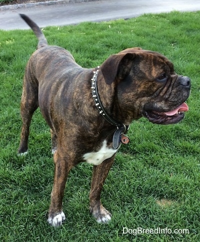 leavitt bulldog amstaff