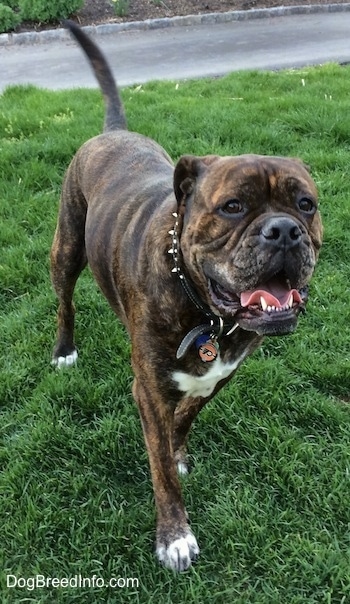 A reverse brown brindle with white Leavitt Bulldog is walking down grass. It's mouth is open and tongue is curled. It is wearing a Philadelphia Flyers medallion on its black leather spike collar