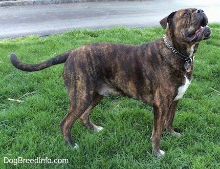 A reverse brown brindle with white Leavitt Bulldog is standing in grass. It is looking up and its mouth is open.