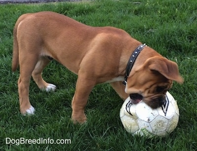 A tan with white and black Leavitt Bulldog puppy is wearing a black leather spike collar biting at a soccer ball out in the grass