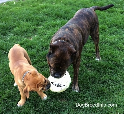 A reverse brown brindle with white Leavitt Bulldog and a tan with white and black Leavitt Bulldog puppy are biting at the same soccer ball outside in grass