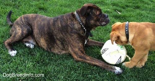 A reverse brown brindle with white Leavitt Bulldog is laying in grass and there is a soccer ball in between its paws. A tan with white and black Leavitt Bulldog puppy is biting at the ball.