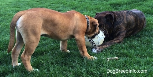 A laying reverse brown brindle with white Leavitt Bulldog is biting at a soccer ball the same time as a tan with black and white Leavitt Bulldog puppy