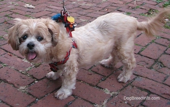 A shaved, tan Lhasa Apso dog is wearing a red harness standing on a brick sidewalk looking to the left. Its mouth is open and tongue is out.
