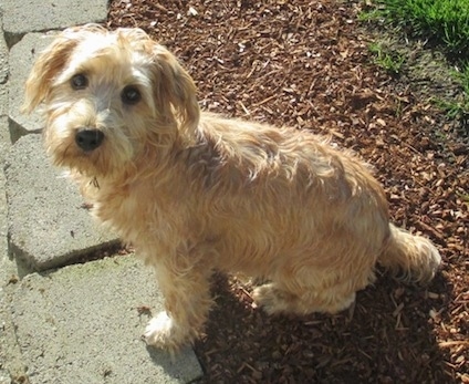A wiry-looking tan with white Lucas Terrier is sitting on multch with its front paws on concrete blocks next to a patch in grass
