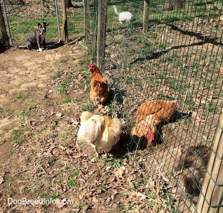 Four chickens are standing near a wire fence and pecking at the grass. In the background, a blue nose American Bully Pit puppy is sitting at a gate and looking at the chickens. There is a cat behind the puppy on the other side of the fence.
