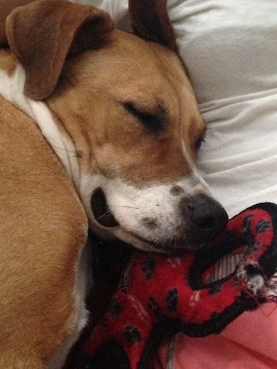 Close up head shot - A tan with white large breed mix dog is sleeping on a bed with its head on a chewed on red cloth ring toy.