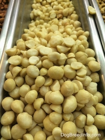 A bin filled with macadamia nuts