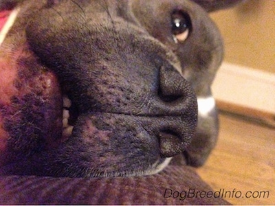 Close up - A blue nose American Bully Pit is laying on her side on a pillow. You can see her little bottom front teeth.
