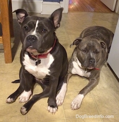 A blue nose Pit Bull Terrier is laying on a tiled kitchen floor next to a refridgerator and to the right of the dog is a blue nose American Bully Pit that is sitting on the tiled floor.