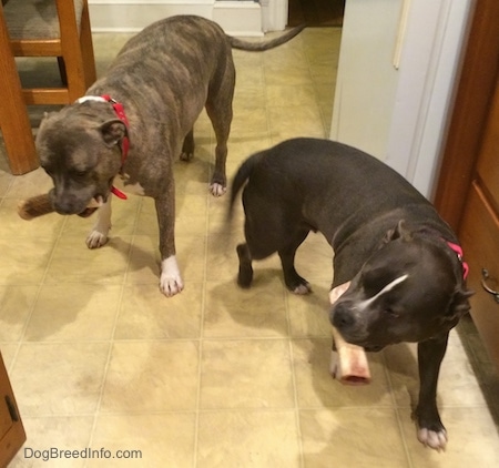 A blue nose Pitbull Terrier and a blue nose American Bully Pit are standing on a tiled floor with bones in their mouths.