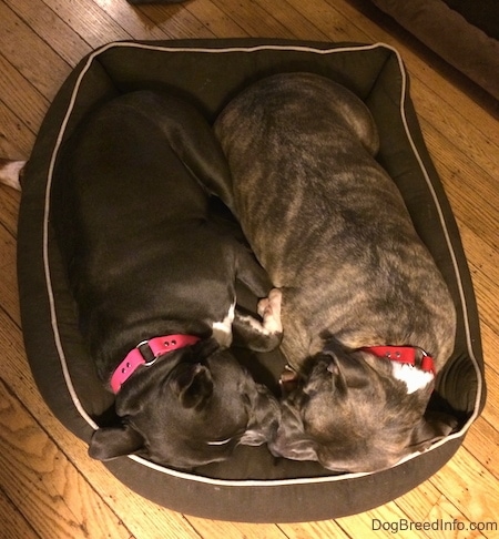 A blue nose Pitbull Terrier and a blue nose American Bully Pit are laying in a dog bed next to each other.