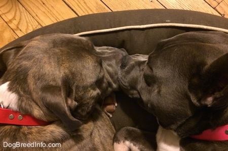 Close up - A blue nose Pitbull Terrier and a blue nose American Bully Pit are sleeping face to face in a brown dog bed.