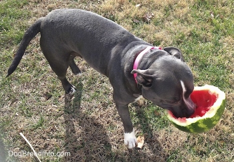 A blue nose American Bully Pit is standing outside and she has a piece of a watermelon in her mouth.
