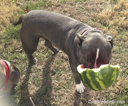 A blue nose American Bully Pit is walking across grass with a half of a watermelon in her mouth.