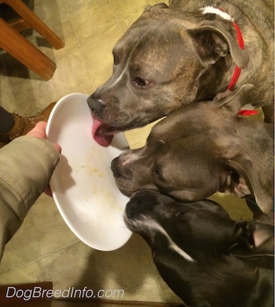 A blue nose Pitbull Terrier, a blue nose American Bully Pit and an American Pit Bull Terrier are licking a plate that a person is holding.