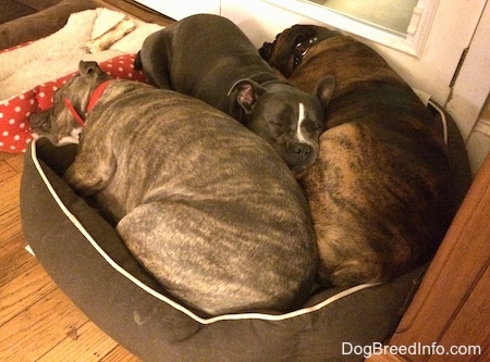 A blue nose Pitbull Terrier, a blue nose American Bully Pit and a brown with black and white Boxer are sleeping in a dog bed together.