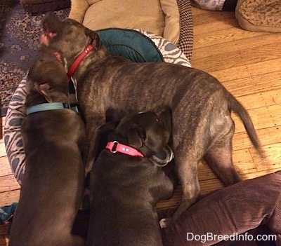 Two Bullies are biting at the side of a blue nose Pit Bull Terrier that is laying on its side.