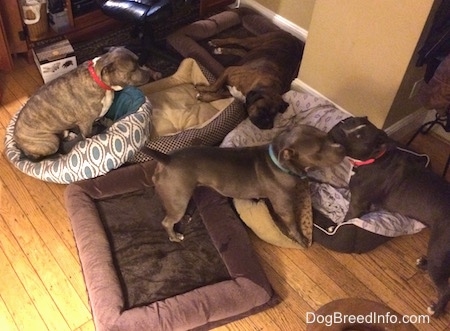 A brown with black and white Boxer is sleeping on a dog bed. There is a blue nose Pit Bull Terrier that is sitting on a dog bed. A blue nose American Bully Pit is standing in front of an American Pit Bull Terrier in a living room.