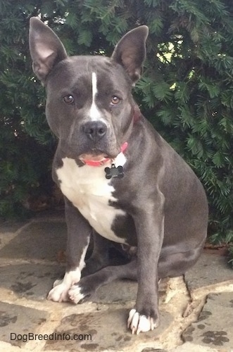 Front view - A blue nose American Bully Pit is sitting on a stone porch and there is a green bush behind her. She is looking to the right and her ears are up.