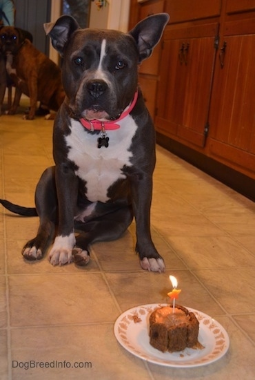 A blue nose American Bully Pit is sitting on a tan tiled floor and she is looking forward. There is a cake with a lit candle on a plate in front of her. There is a brown with black and white Boxer looking in the background.
