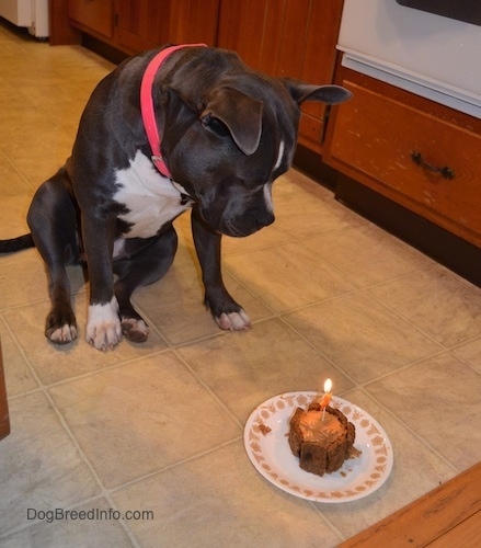 A blue nose American Bully Pit is sitting on a tan tiled floor and she is looking down at a cake with a lit candle on a plate.