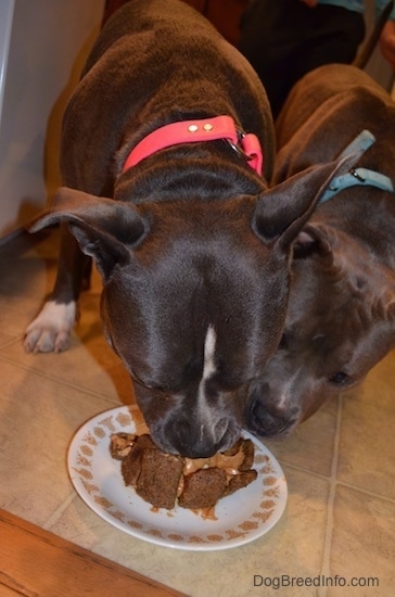 Close up - A blue nose American Bully Pit and a blue nose American Pit Bull Terrier are eating a cake off of a plate.