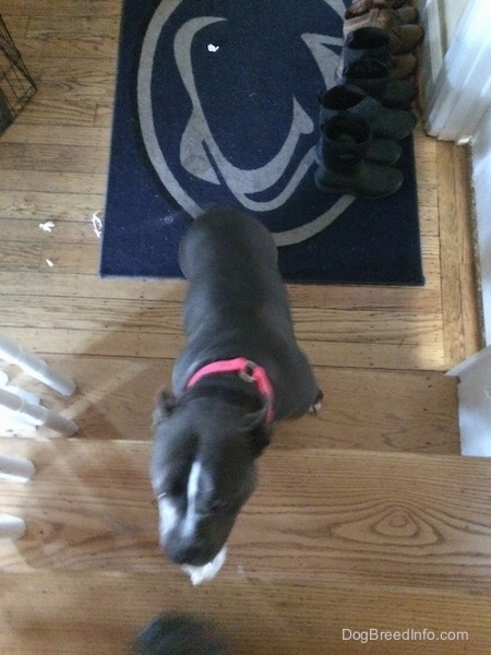 Top down view of a blue nose American Bully Pit with a chewed up tissue in her mouth. The dog is beginning to climb up a staircase.