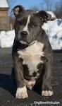 Close up - A blue nose American Bully Pit puppy is sitting on a blacktop surface and it is looking forward. Its head is slightly tilted to the right and there is a pile of snow behind it.