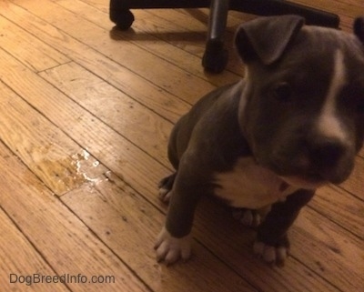 A blue nose American Bully Pit puppy is sitting on a hardwood floor and next to her is a small amount of pee.