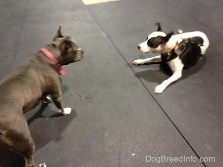 A blue nose American Bully Pit is standing on a rubber mat and looking at a black and white Frenchie Staffie dog that is laying down.