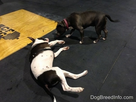 A black and white Frenchie Staffie is laying on her left side on a rubber mat. A blue nose American Bully Pit is crawling over to the Frenchie Staffie. They are in a crossfit gym.