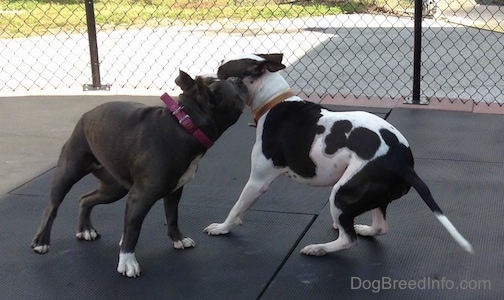 A blue nose American Bully Pit is standing on a rubber mat and she is playfully nipping at a black and white Frenchie Staffie that is in front of her.