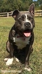 A blue nose American Bully Pit is sitting in grass. She is leaning forward a little. Her mouth is open and tongue is out. Her right ear is up and her left ear is down.