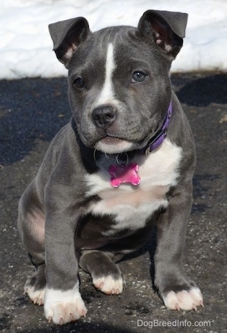 A wide-chested blue nose American Bully Pit puppy is sitting on a blacktop surface and behind her is snow in the grass. Her head is looking forward tilted to the left.